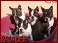 /album/fotogalerie/balader-smecka-4-3-2011-jpg/